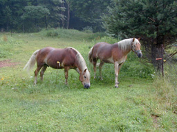 horses