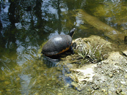 turtle